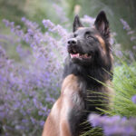 Belgischer Schaeferhund im Lavendel