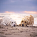 Zwei Golden Retriever liegen zusammen am Strand