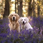 Golden Retriever sitzen im Wald der blauen Blumen