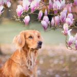 Golden Retriever unter einer Magnolie schaut zur Seite