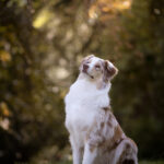 Australian Shepherd sitzt im Gras erwartungsvoll