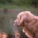 Golden Retriever schaut auf das Wasser