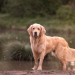 Golden Retriever mit den Pfoten im Wasser