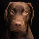 Portraetaufname brauner Labrador